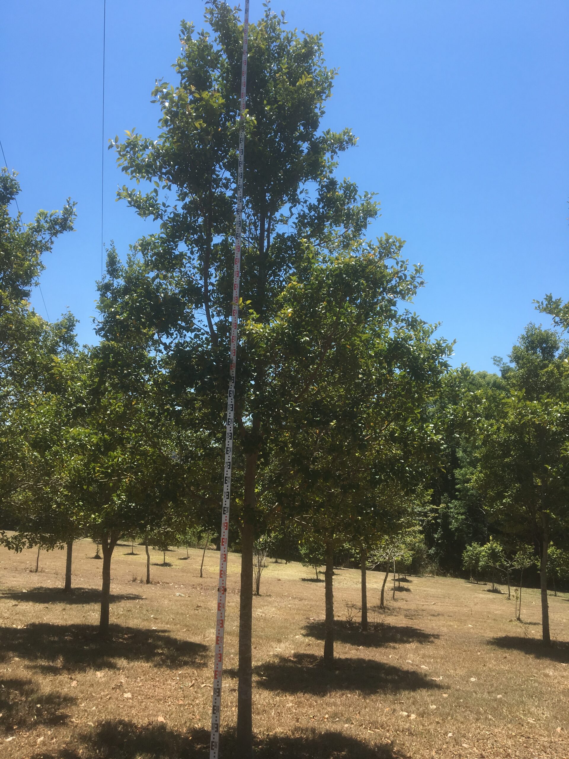 Acmena smithii “lilly pilly” – Treesatbangalow